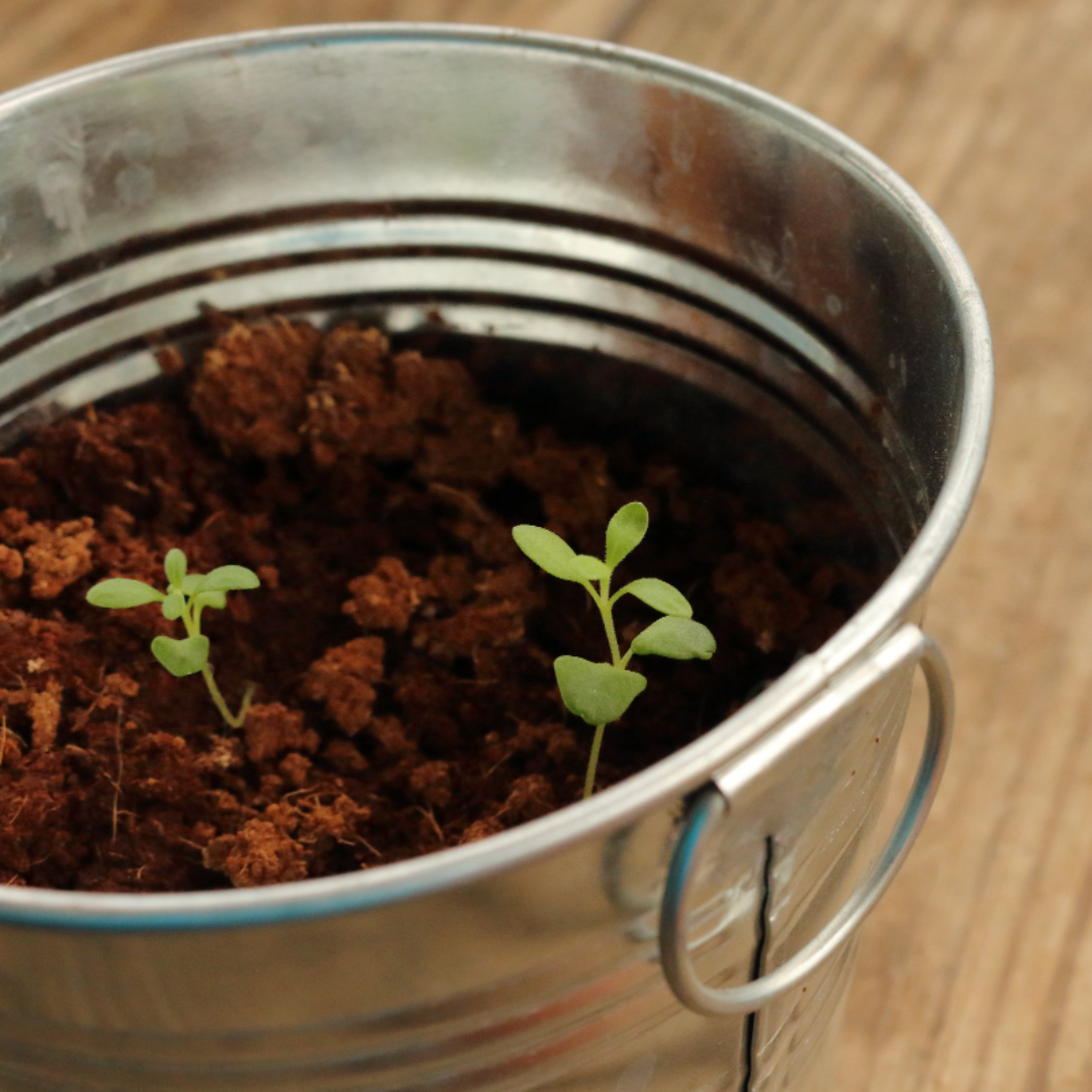 How To Grow Lavender From Seed