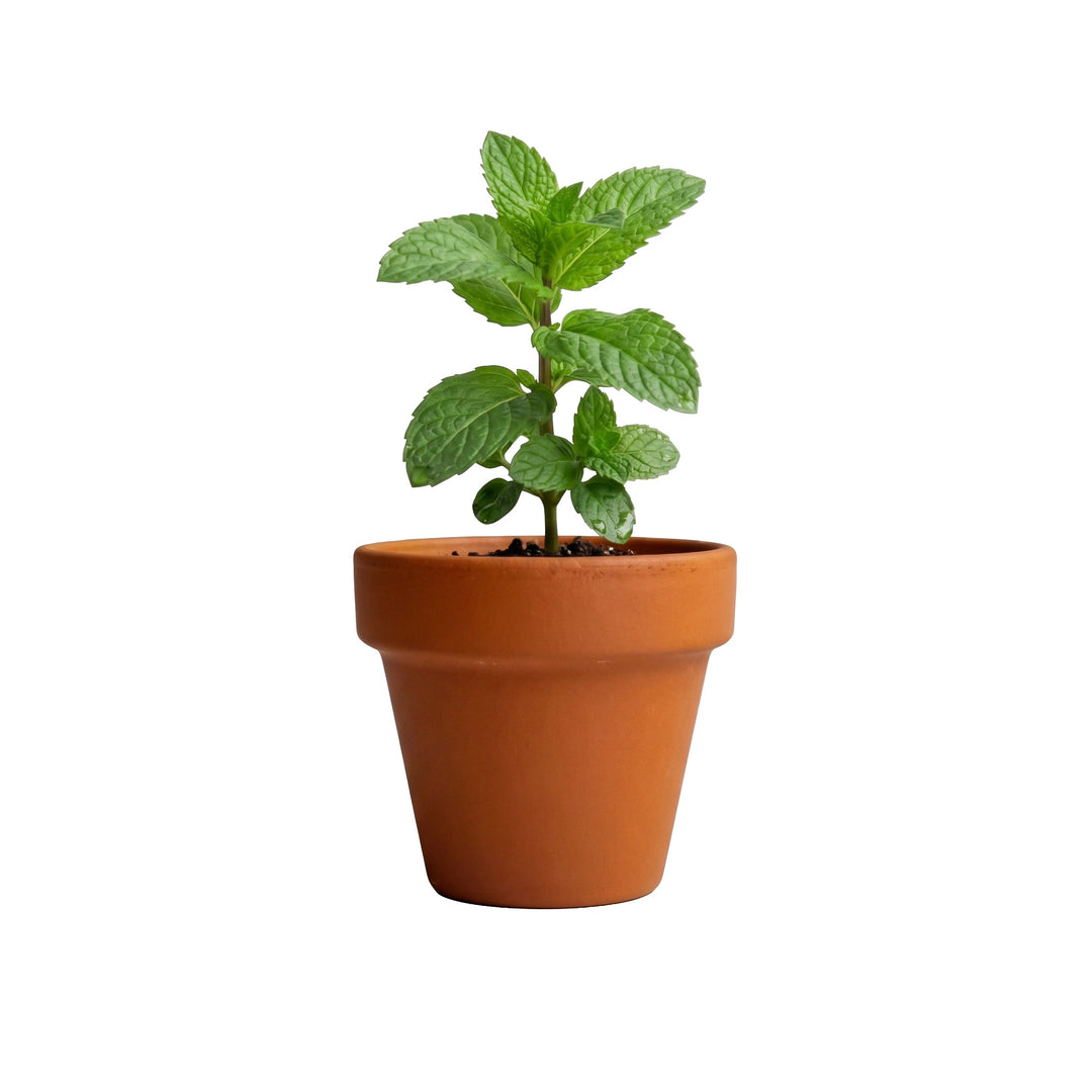 Growing seeds indoors in winter: mint seedlings in mini terracotta pots on a windowsill
