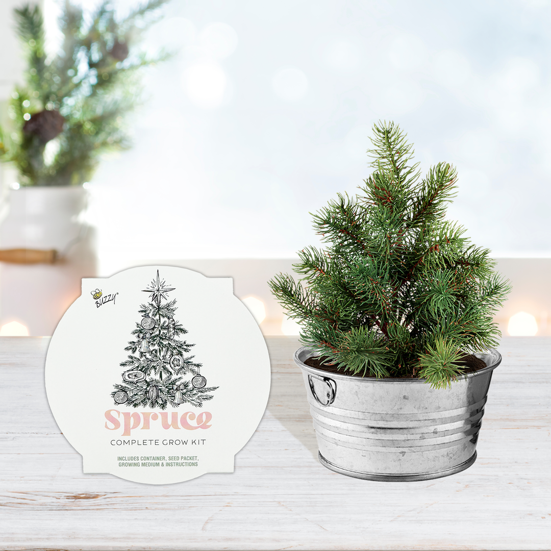 Christmas Tree-To-Be spruce grow kit tin on a windowsill, ready to plant
