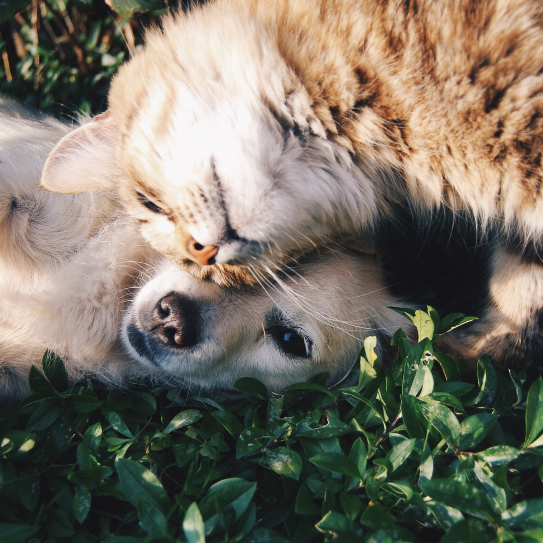 Pet-Safe Plants You Can Grow from Seed 🌱🐾