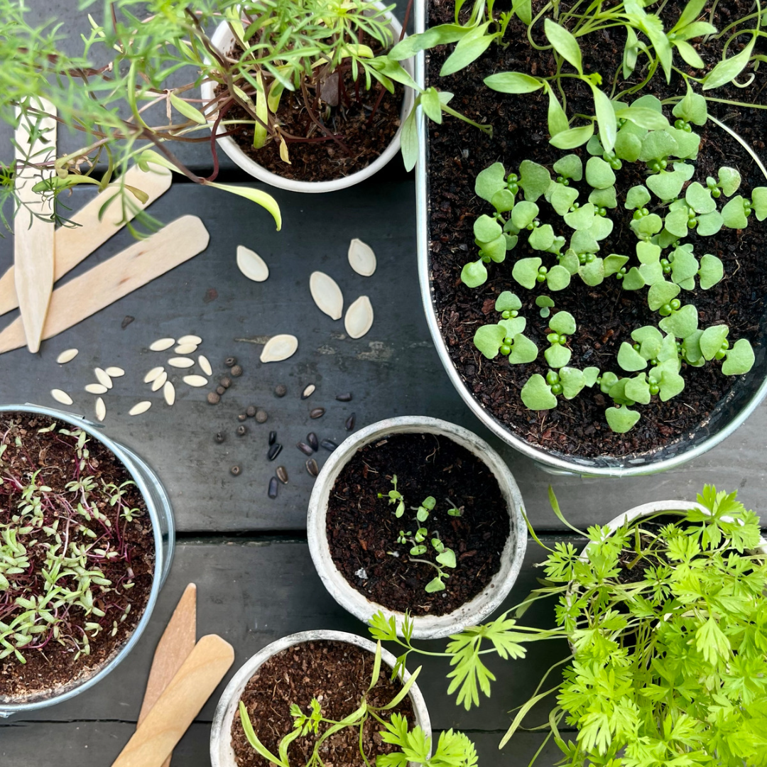 Seed Germination Observation Sheet