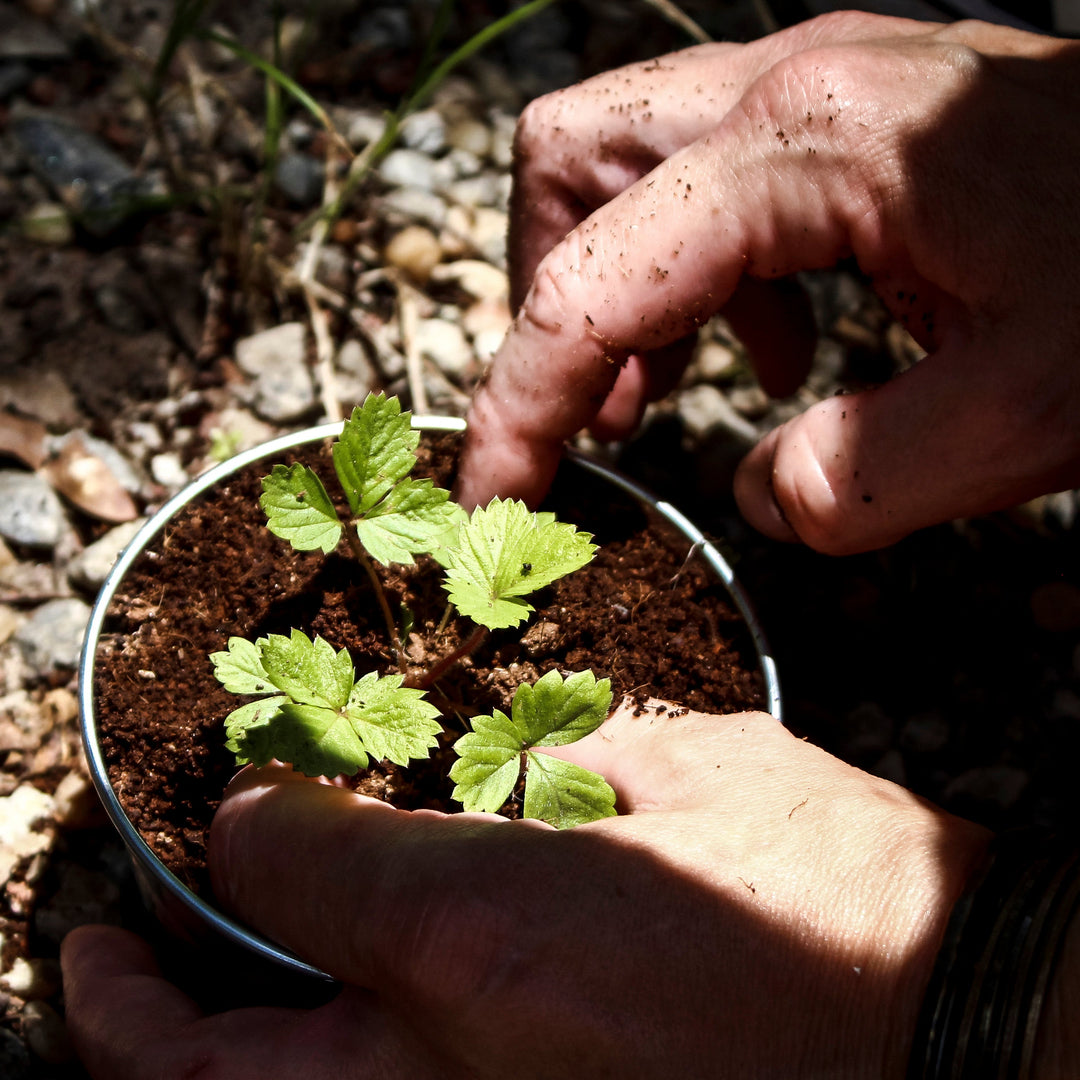 How To Grow Alpine Strawberry From Seed