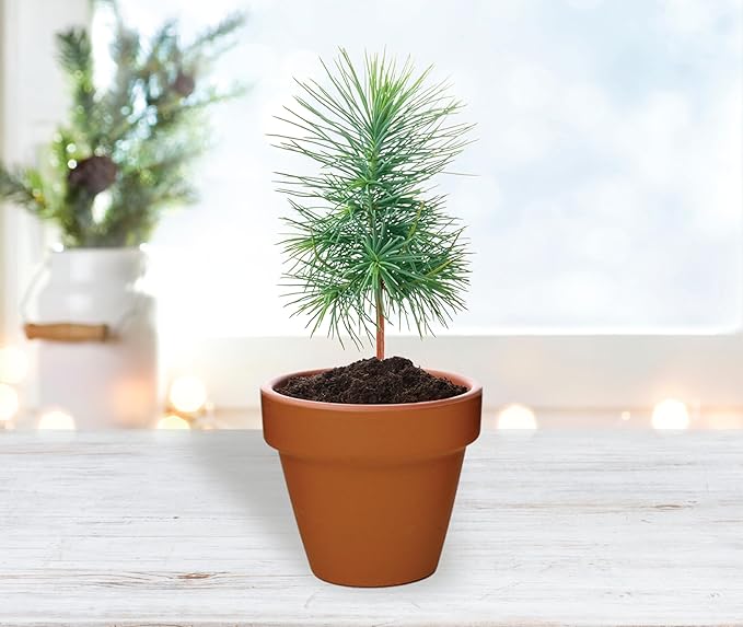 Spruce Tree Grow Kit with Mini Terracotta Pots (12 Pack) – Buzzy Seeds