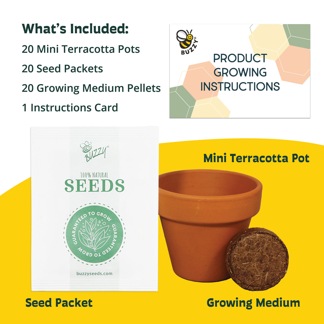 Daisy Grow Kit Bulk 20 Pack | Mini Terracotta Pots & Seeds