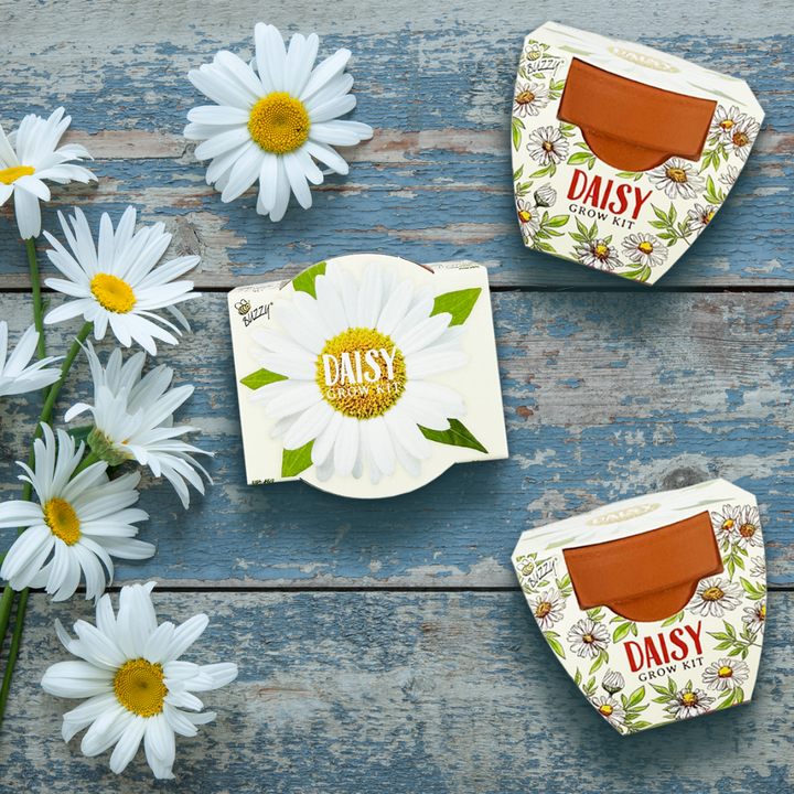 Daydream Mini Terracotta Grow Pots | Daisy 12-pack