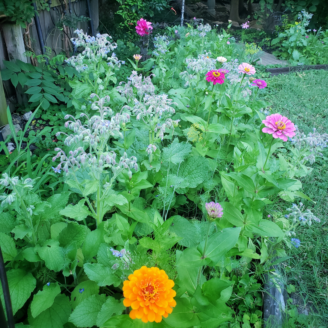 Pollinator Wildflower Seed Mix | 18 Varieties (1000 sq ft)