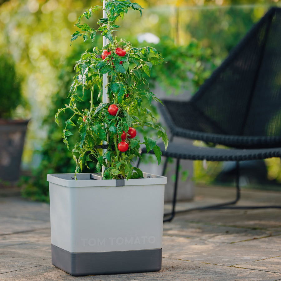 self watering plant pots for tomatoes Buzzy Seeds Self-Watering Vertical Tomato Planter with Trellis 1.2 Gal Reservoir, Large Capacity Planter for Tomatoes & Climbing Plants (Gray)