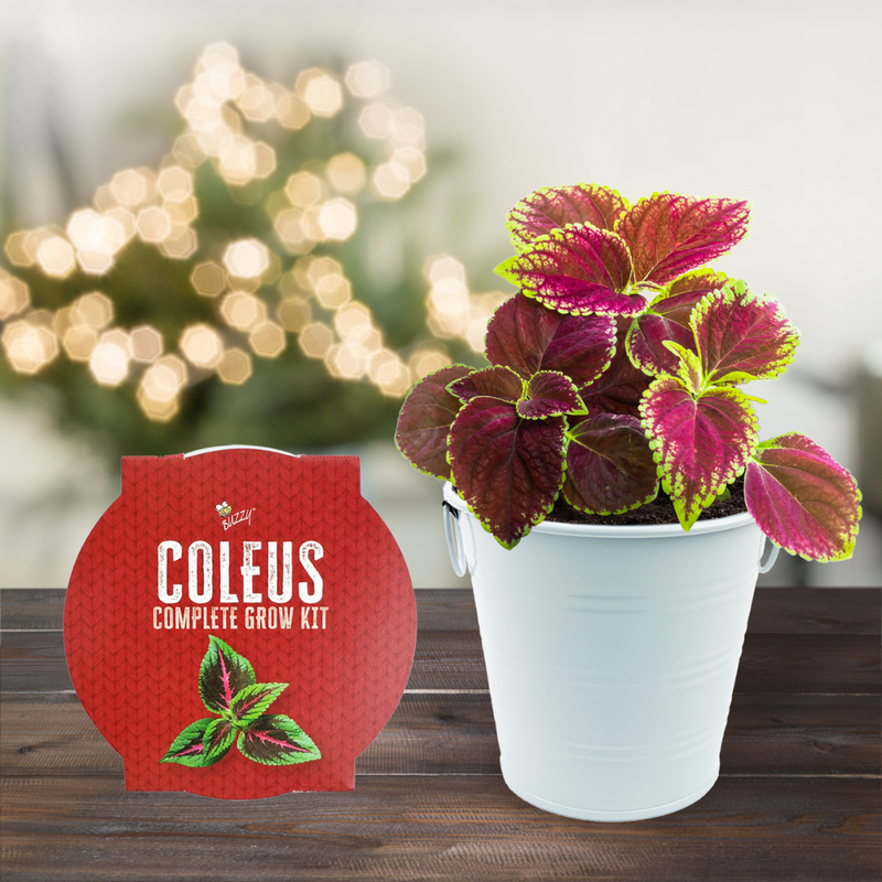 Coleus Holiday Houseplant Grow Pail Kit