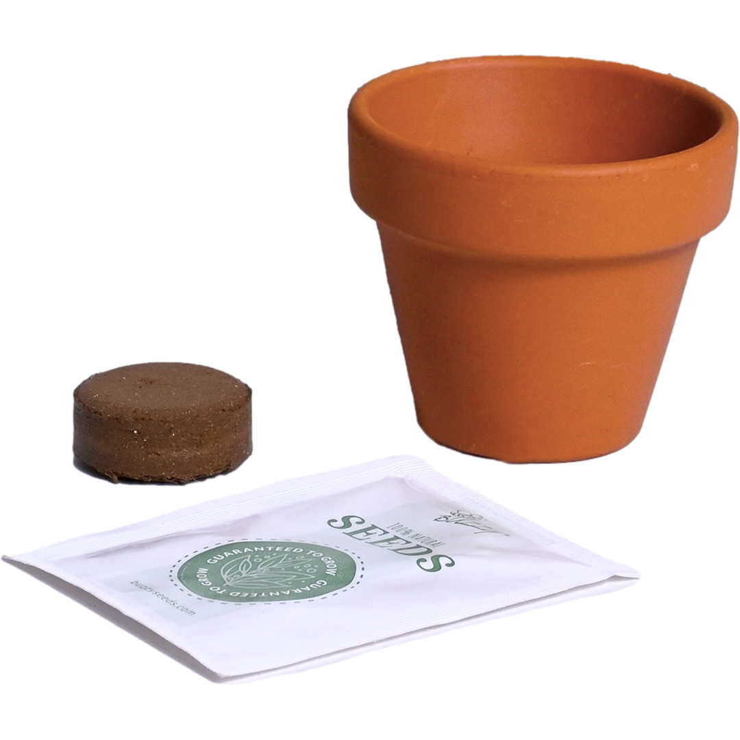Bright Mini Terracotta Grow Kit | Assorted 12-pack