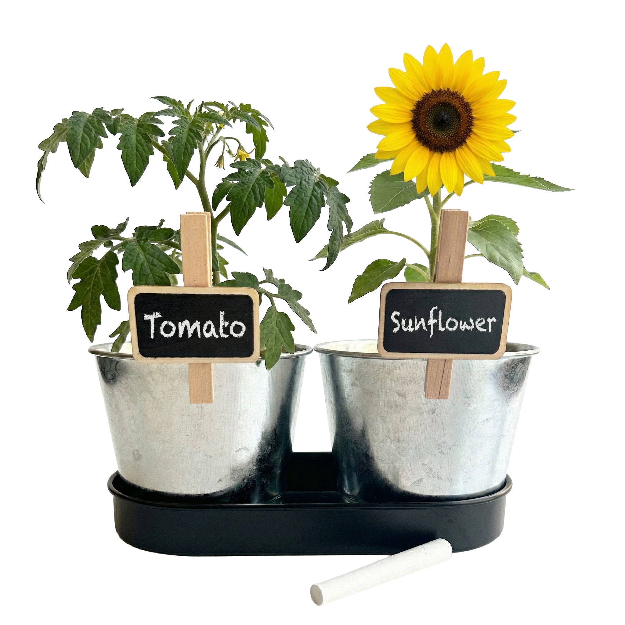 Kids Garden Grow Kit with Tomato and Sunflower (2 Pots with Tray