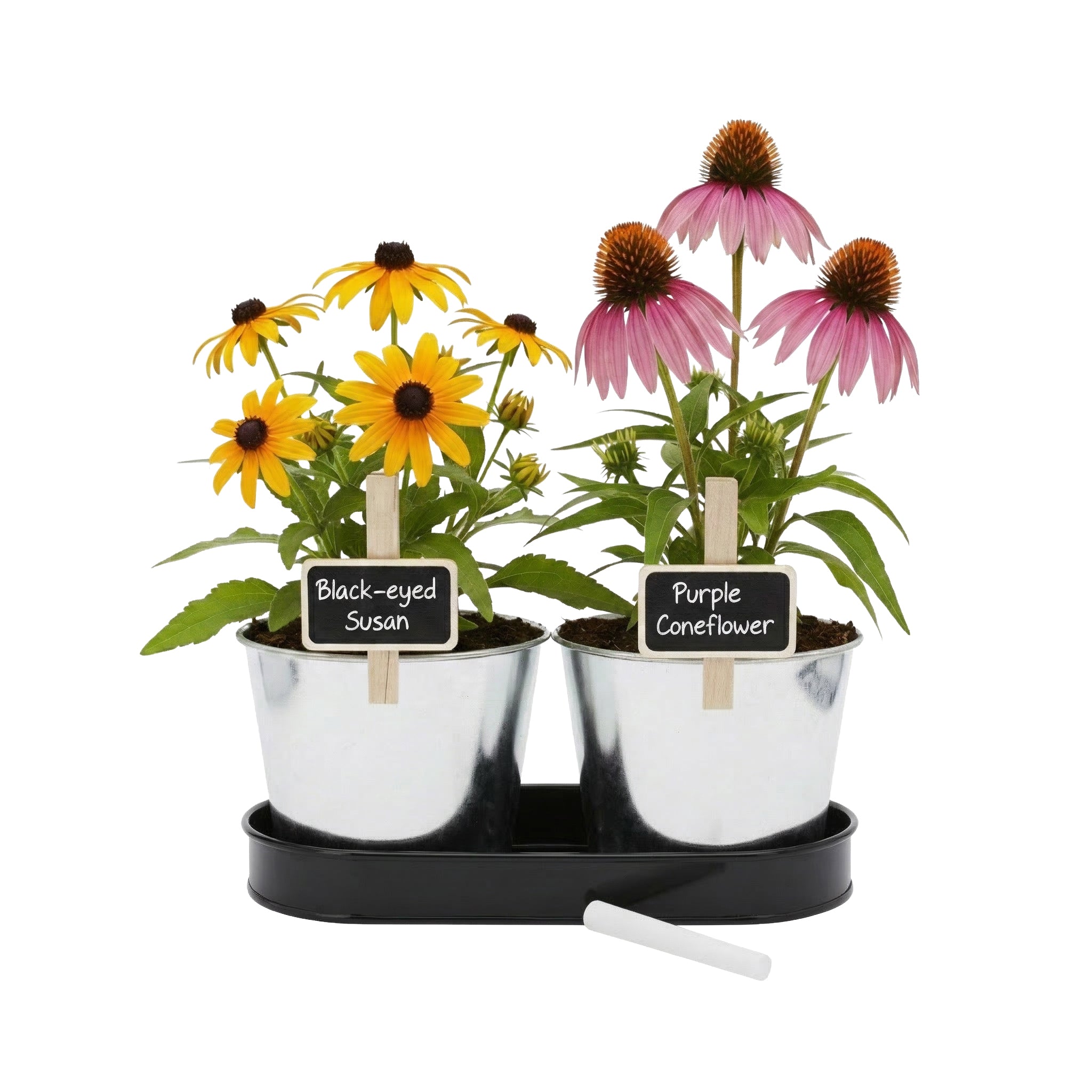Pollinator Garden Grow Kit with Coneflower and Black-Eyed Susan 2