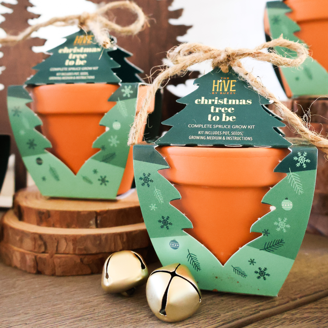 Christmas Tree To Be Terracotta Grow Kit | Spruce Evergreen Tree 4 pack