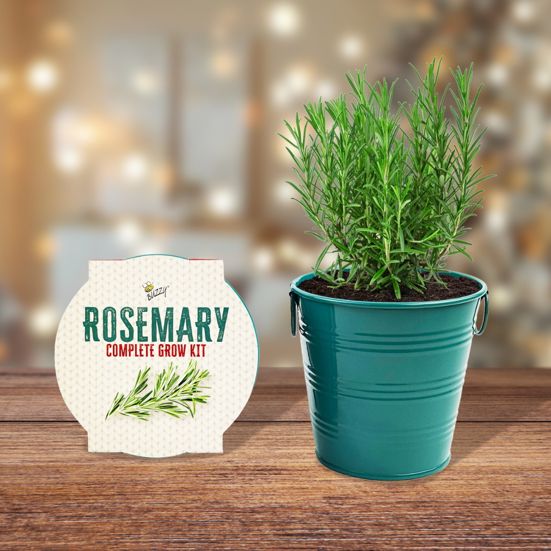 Rosemary Houseplant Grow Pail Kit