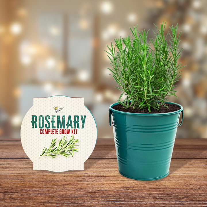 Rosemary Houseplant Grow Pail Kit
