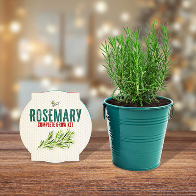 Rosemary Holiday Houseplant Grow Pail Kit