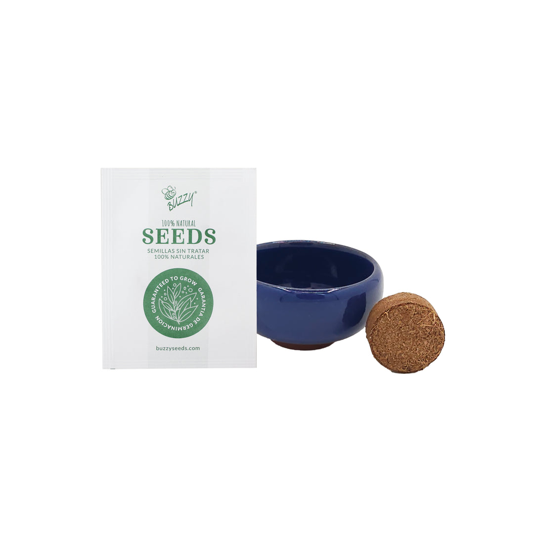 bonsai tree seed Bonsai Tree Grow Kit with Mini Ceramic Pots (4 Pack) – Buzzy Seeds