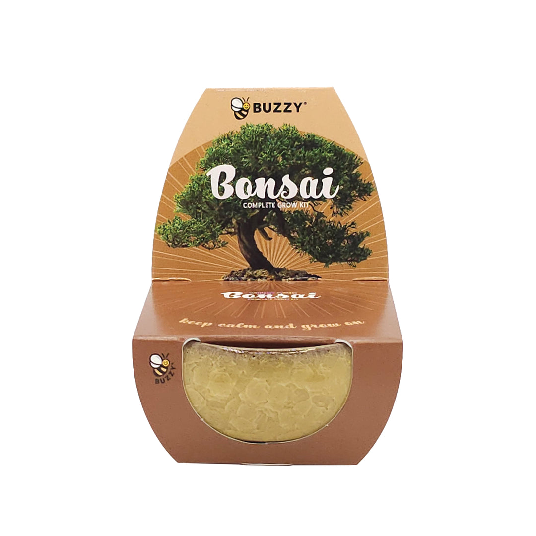 grow your own bonsai tree buzzy Bonsai Tree Grow Kit