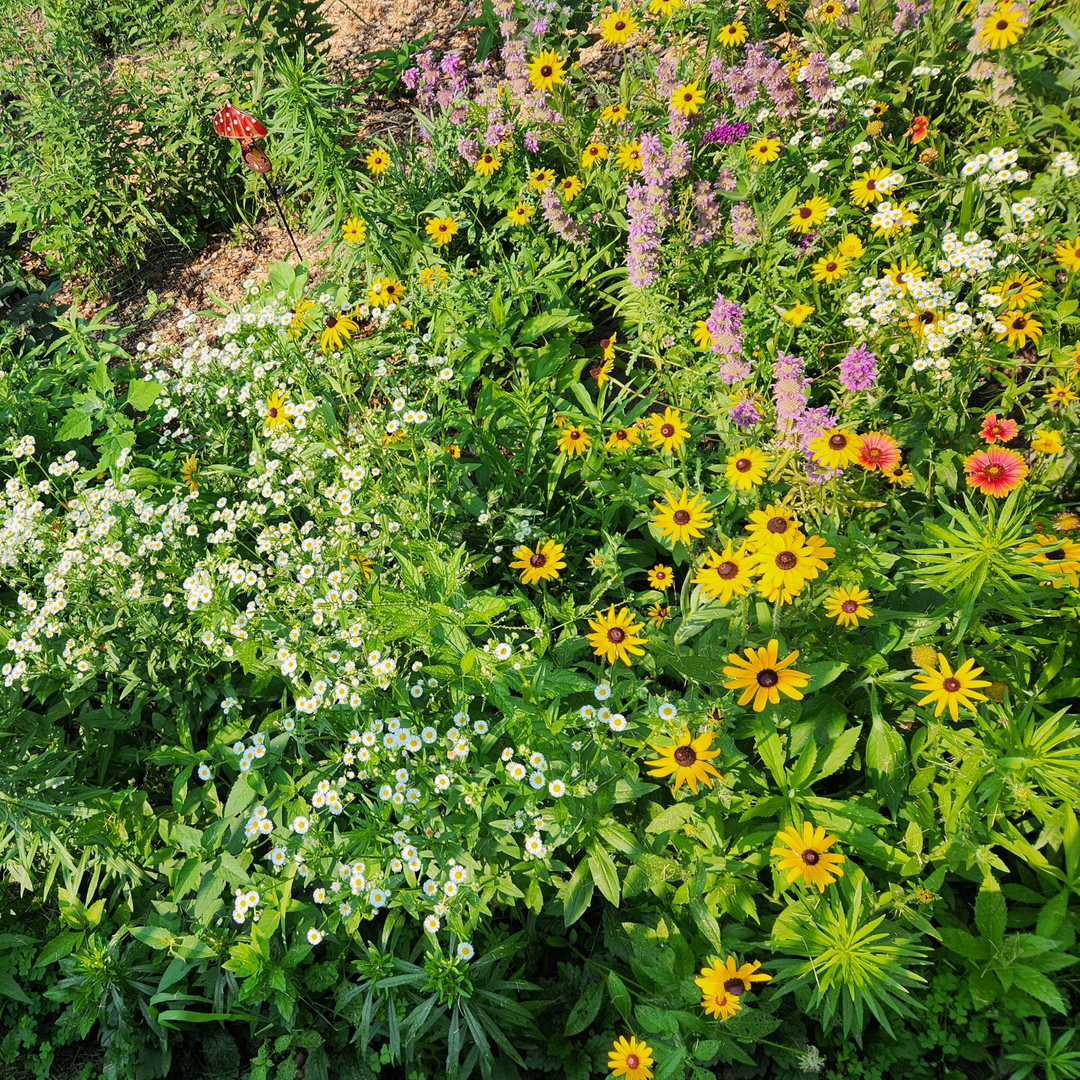 Pollinator Wildflower Seed Mix | 18 Varieties (1000 sq ft)