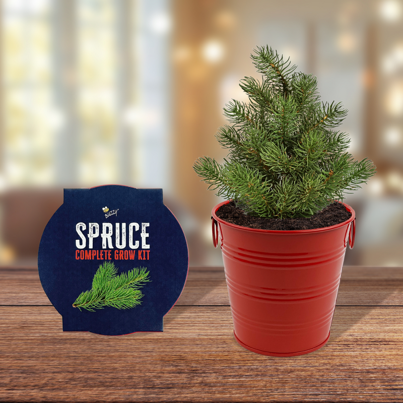 Christmas Tree-To-Be Spruce Holiday Houseplant Grow Pail Kit