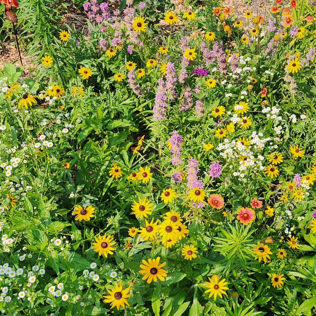 Pollinator Wildflower Seed Mix | 18 Varieties (1000 sq ft)