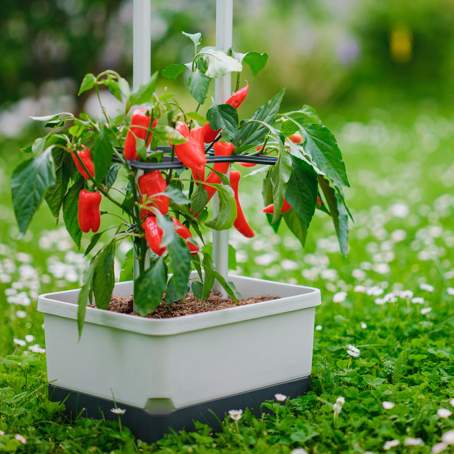 planter with trellis and self watering reservoir Self-Watering Pepper Planter | Trellis Garden for Small Spaces