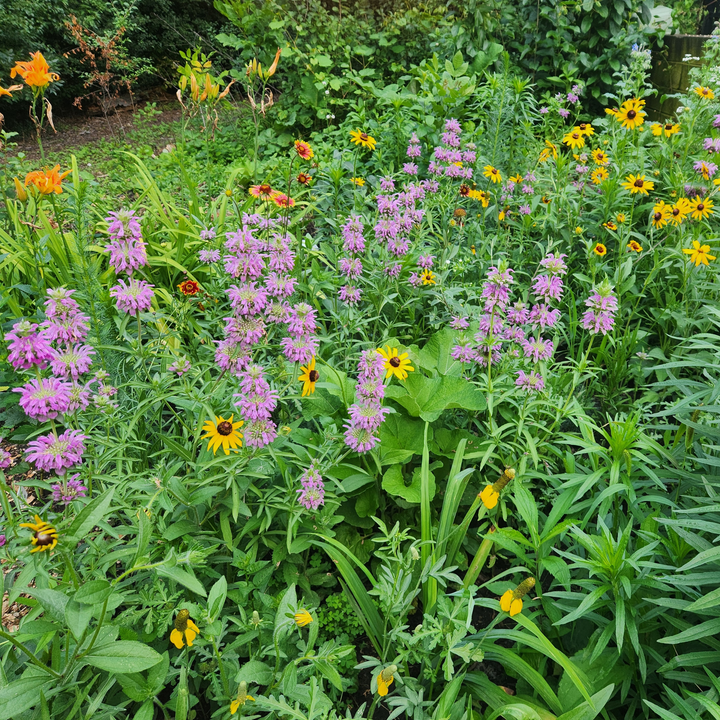 Pollinator Wildflower Seed Mix | 18 Varieties (1000 sq ft)