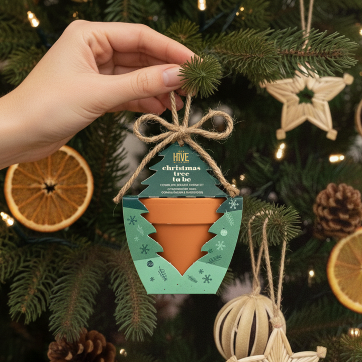 Christmas Tree To Be Terracotta Grow Kit | Spruce Evergreen Tree 4 pack