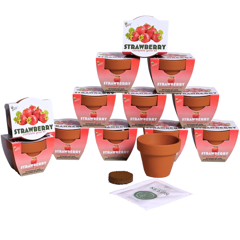 Classic Mini Terracotta Grow Kit | Strawberry 12-pack