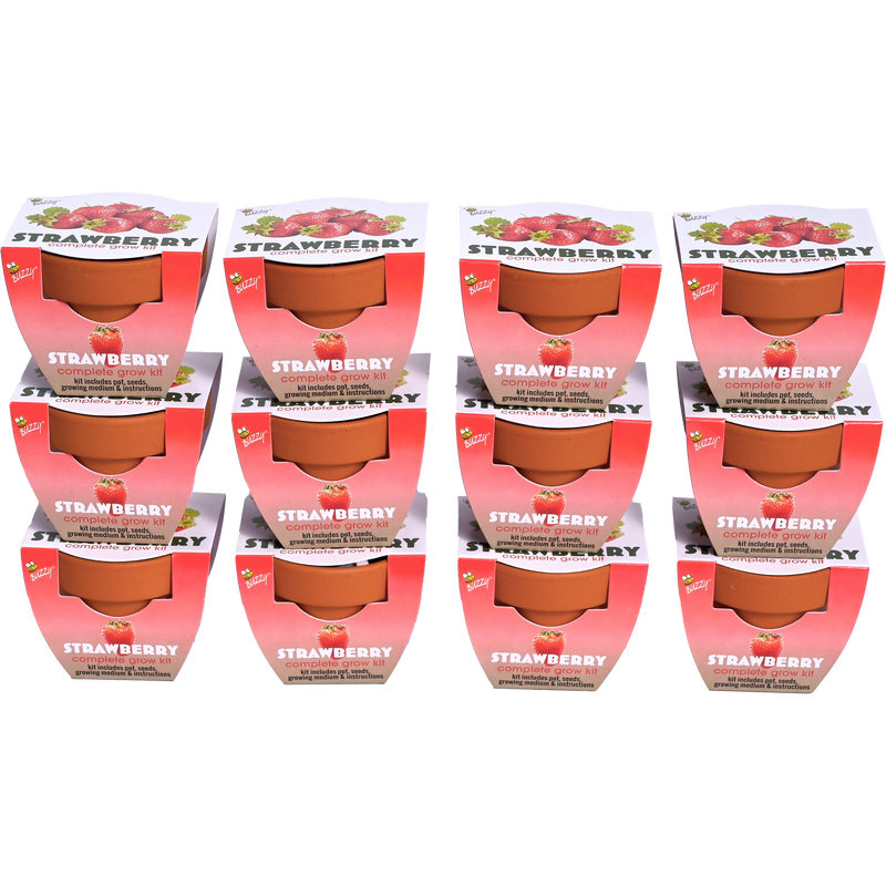 Classic Mini Terracotta Grow Kit | Strawberry 12-pack