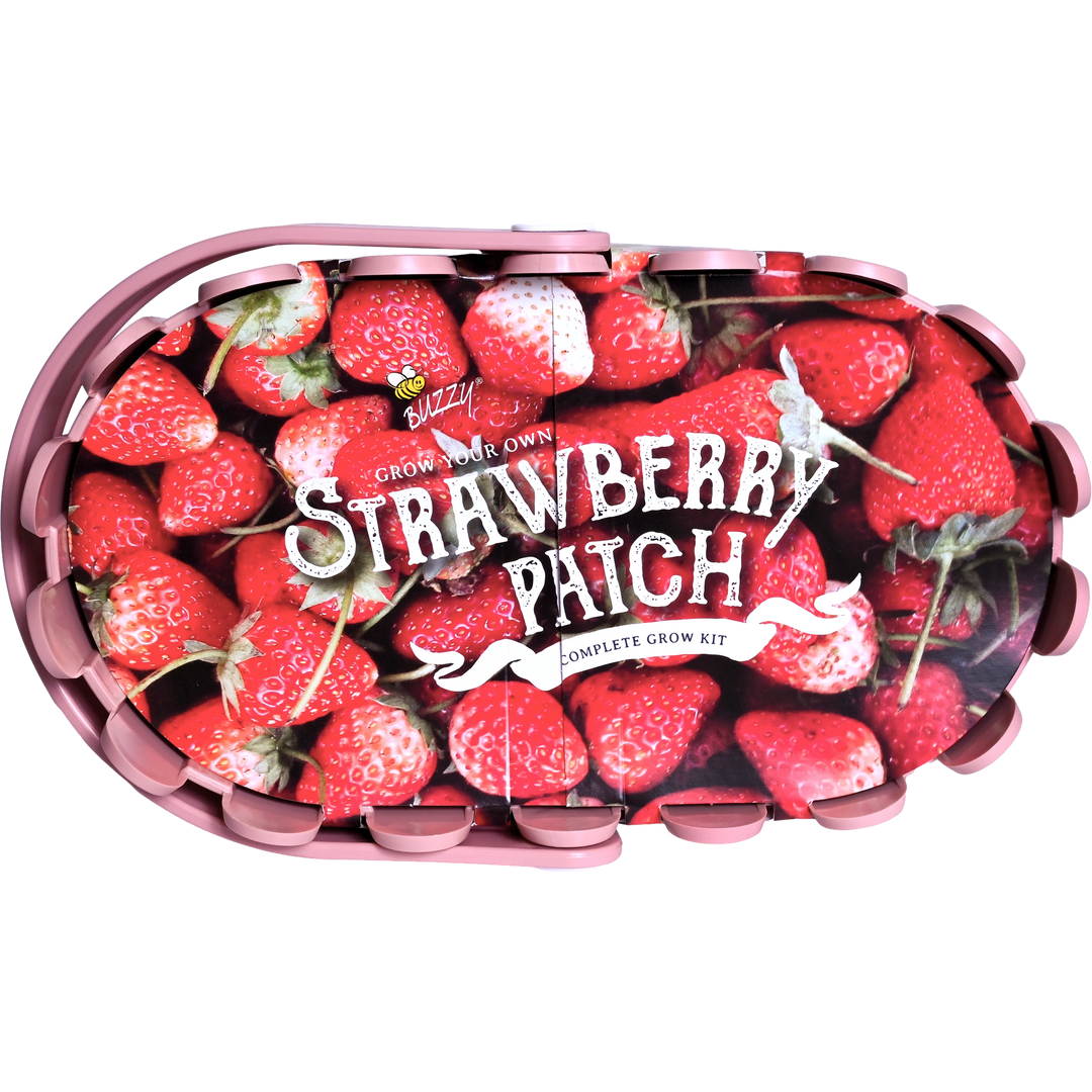 buzzy seeds strawberry patch Strawberry Grow Kit