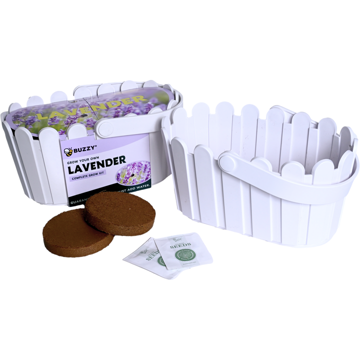 indoor lavender plant kit Lavender Grow Kit in Decorative Basket Planter – Buzzy Seeds