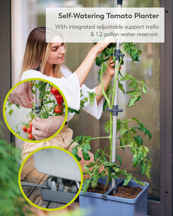 small planter trellis Self-Watering Tomato Planter with Trellis – Buzzy Seeds