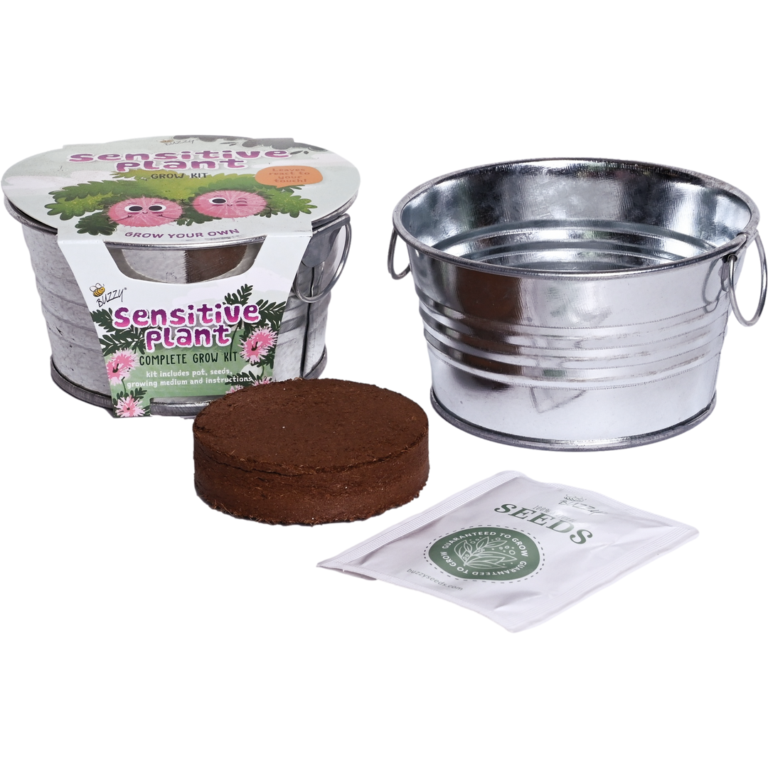 grow sensitive plant from seed Sensitive Plant Grow Kit