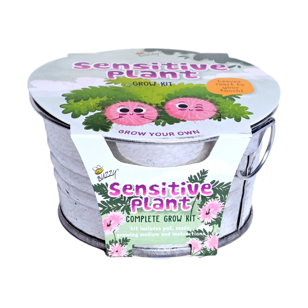 growing sensitive plant from seed Sensitive Plant Grow Kit