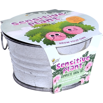 Sensitive Plant Mini Basin Grow Kit