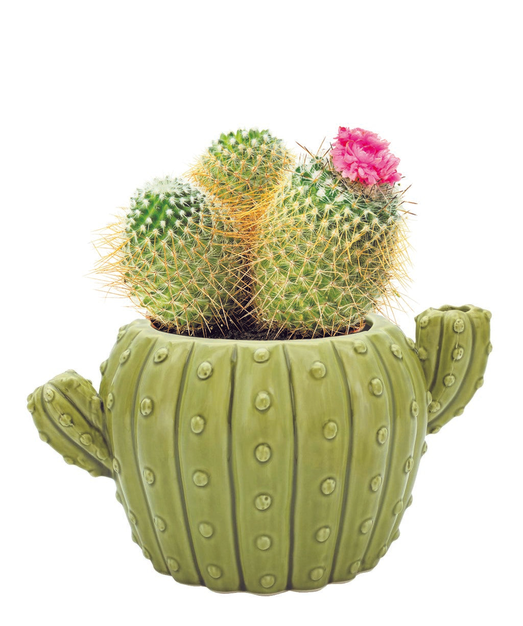 Mini Cactus Grow Kit | 4-Pack Ceramic Planters for Home & Office