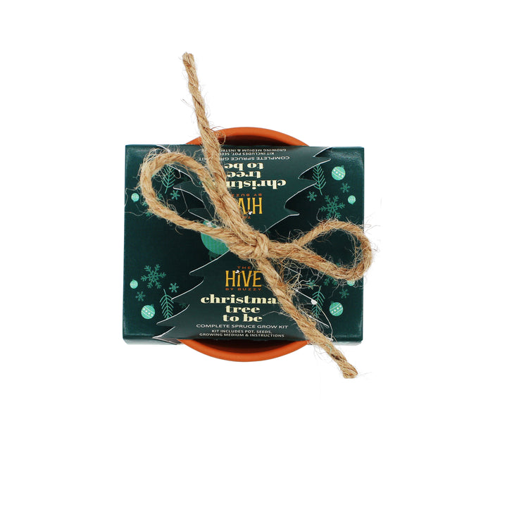 Christmas Tree To Be Terracotta Grow Kit | Spruce Evergreen Tree 4 pack
