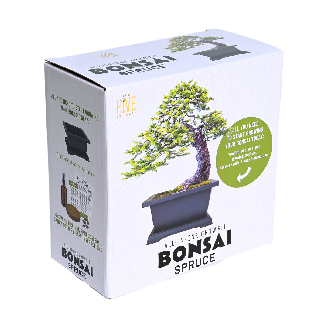 mini bonsai tree kit Spruce Bonsai Grow Kit