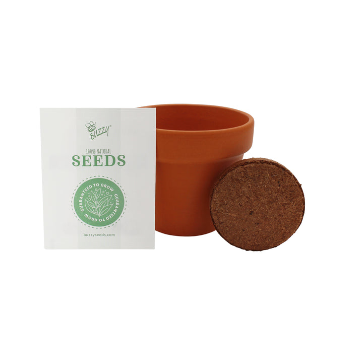 Holiday Santa Terracotta Grow Kit | Spruce 4 pack, Mini Evergreen Trees