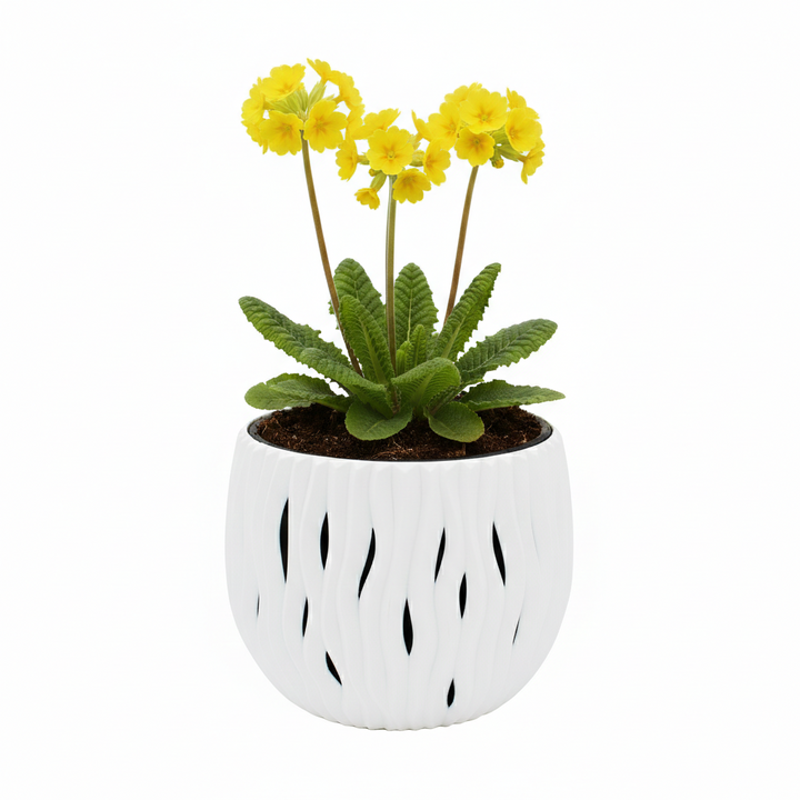 Primrose Flower Grow Kit | Decorative Wavy Pot
