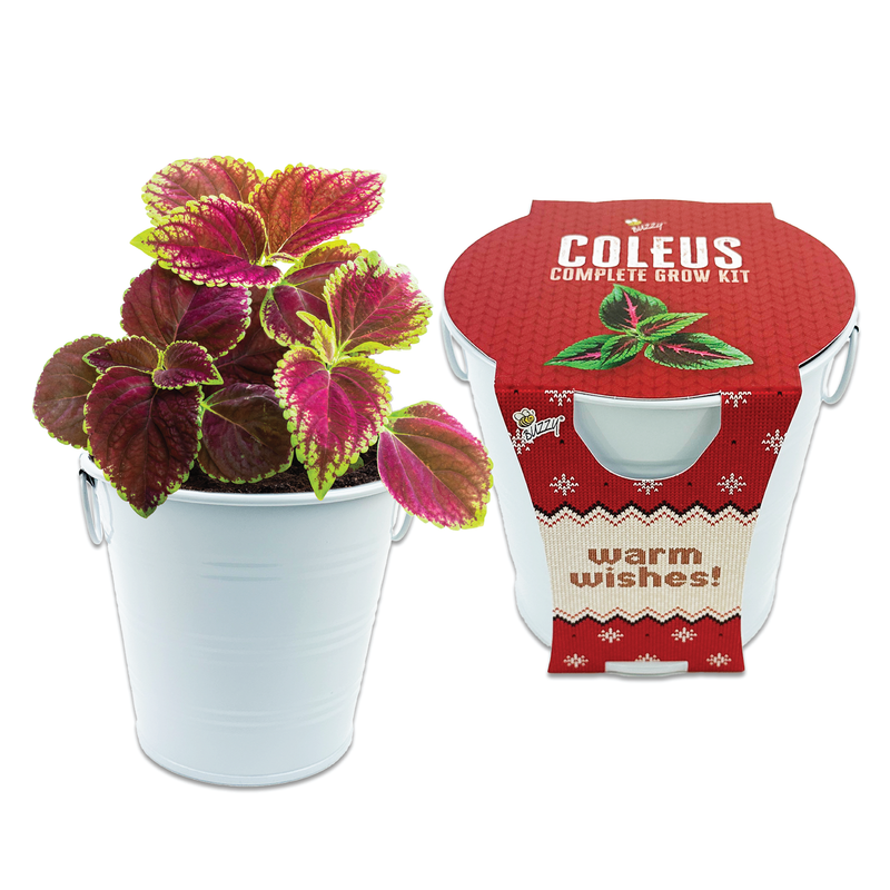 Coleus Holiday Houseplant Grow Pail Kit