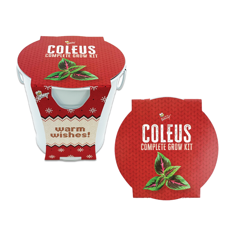 Coleus Holiday Houseplant Grow Pail Kit