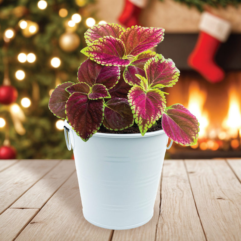 Coleus Holiday Houseplant Grow Pail Kit