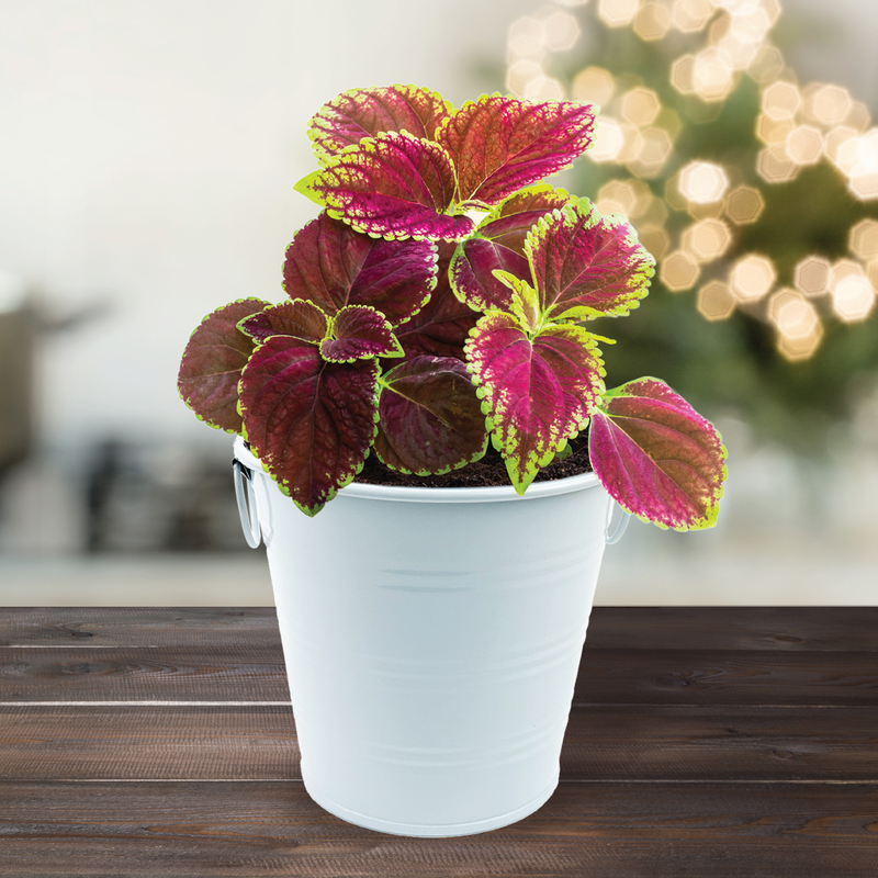 Coleus Holiday Houseplant Grow Pail Kit