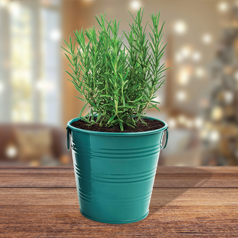 Rosemary Holiday Houseplant Grow Pail Kit