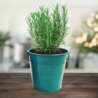 Rosemary Holiday Houseplant Grow Pail Kit