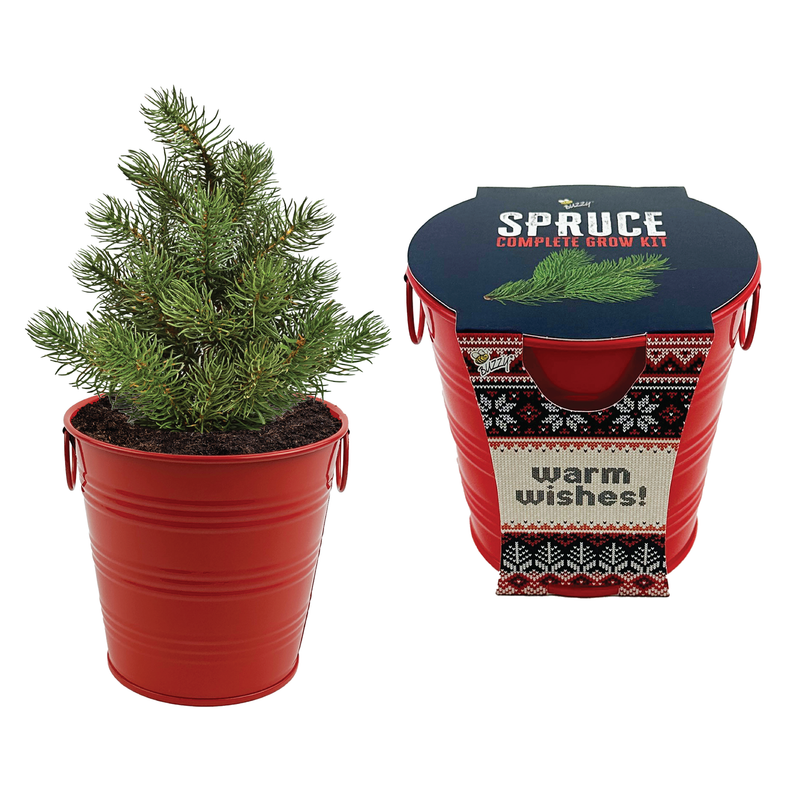 Christmas Tree-To-Be Spruce Holiday Houseplant Grow Pail Kit