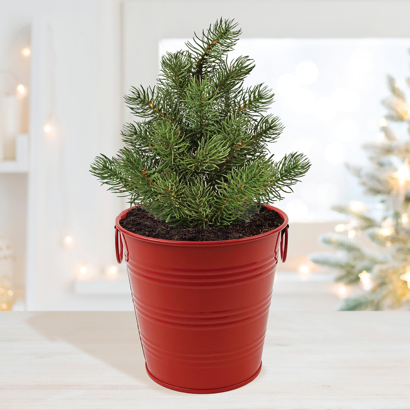 Christmas Tree-To-Be Spruce Holiday Houseplant Grow Pail Kit