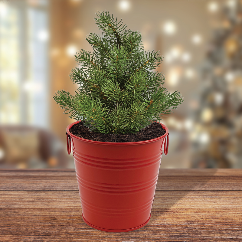 Christmas Tree-To-Be Spruce Holiday Houseplant Grow Pail Kit