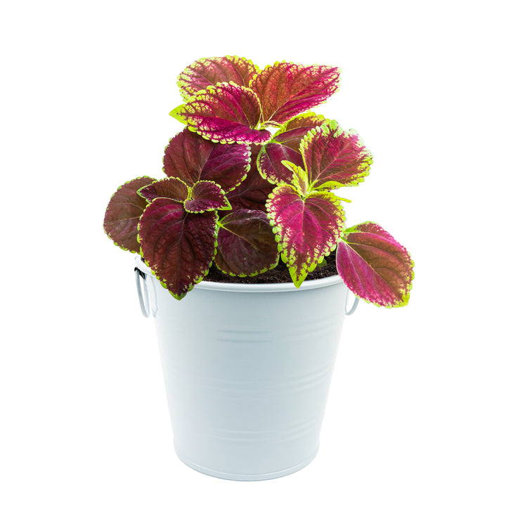 Coleus Grow Kit | Warm Wishes Holiday Pail